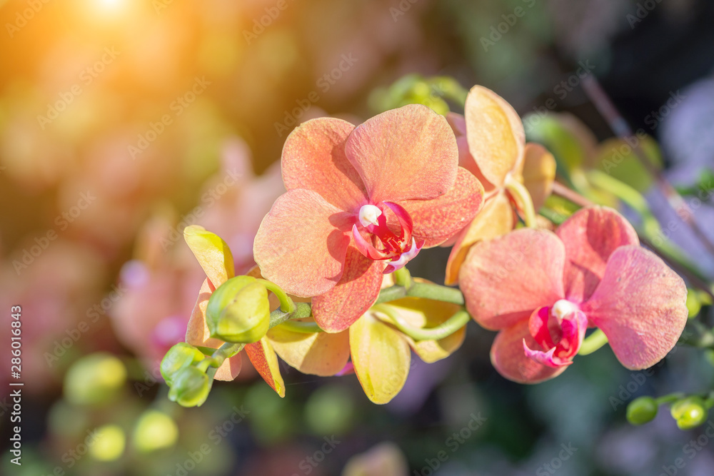 Orchid flower. Phalaenopsis Orchidaceae. - obrazy, fototapety, plakaty 