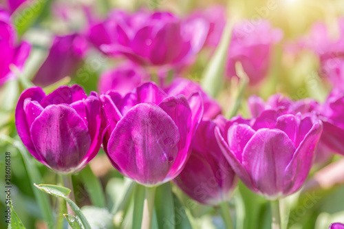 Tulip flower with green leaf background in tulip field at winter or spring day for postcard beauty decoration and agriculture concept design.