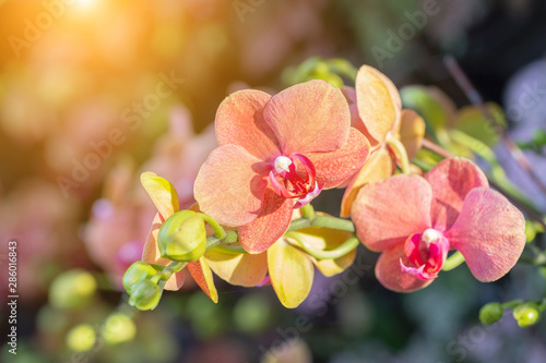 Fotografia Orchid flower. Phalaenopsis Orchidaceae.