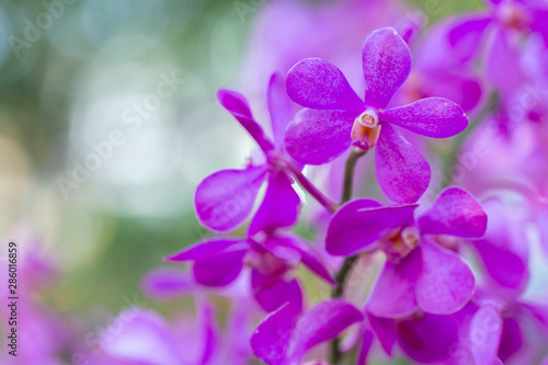 Orchid flower in orchid garden at winter or spring day for postcard beauty and agriculture design. Mokara Orchidaceae. © phanthit malisuwan