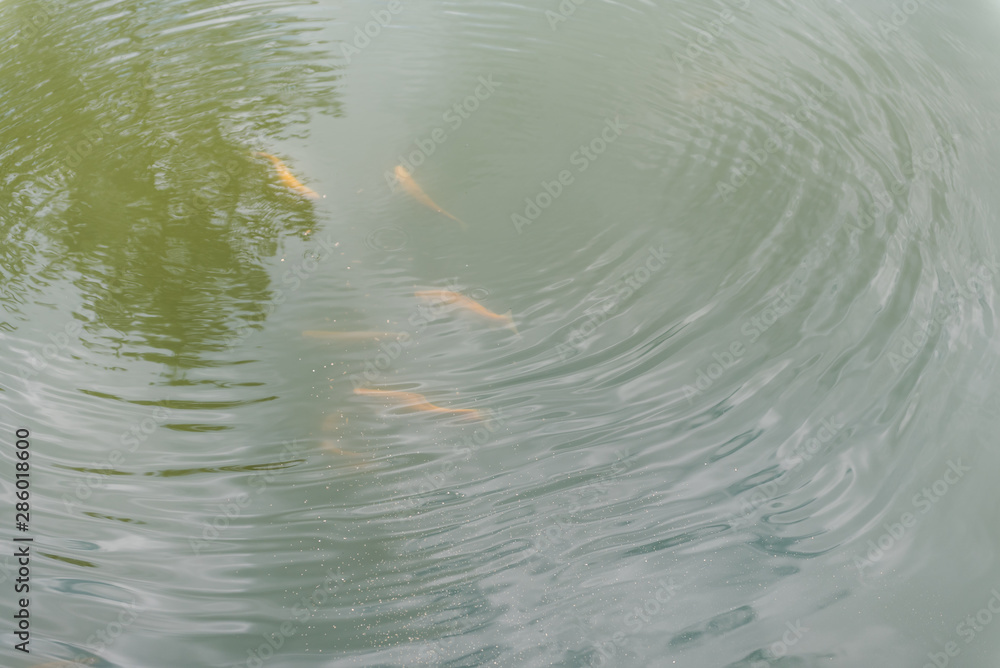 large fish in the lake. colored trout in the water. the fish in the cart eats. feed the fish. red and yellow trout. fishing on the lake. large fish in the lake. colored trout in the water. the fish in the cart eats. feed the fish. red and yellow trout. fishing on the lake.