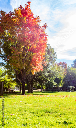 Bright orange oak leaves and green lawn with blue sky and clouds in Jacksonville Oregon