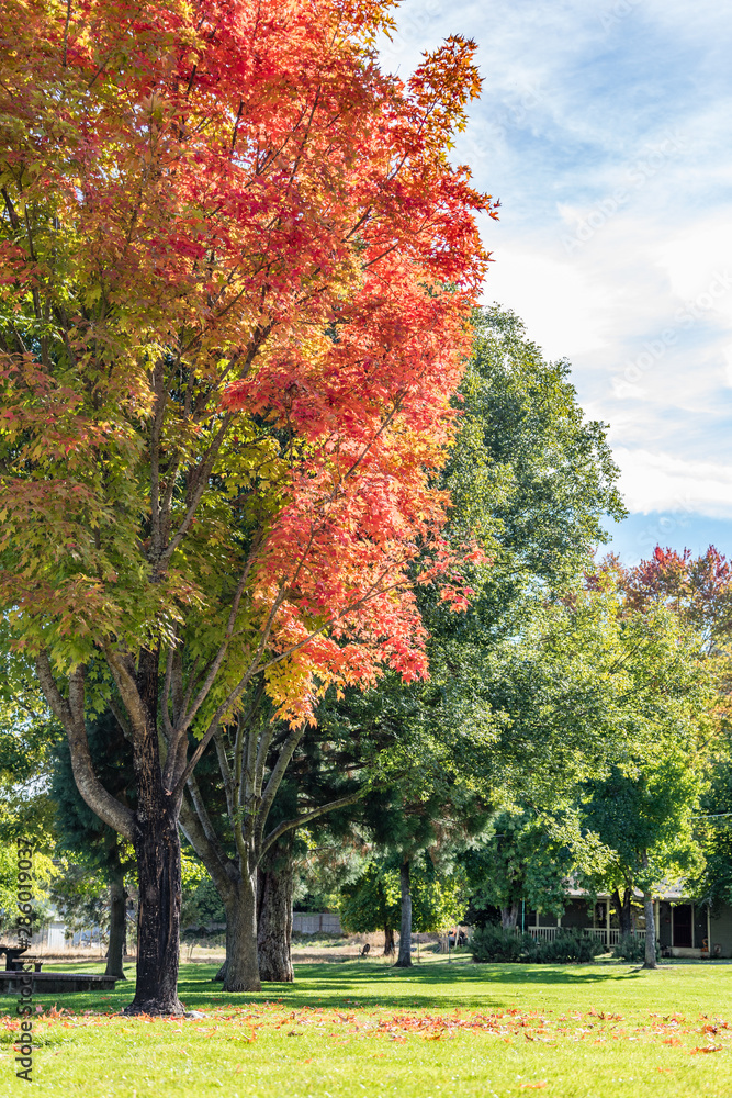 Naklejka premium Bright orange oak leaves and green lawn with blue sky and clouds with a house in the background in Jacksonville Oregon