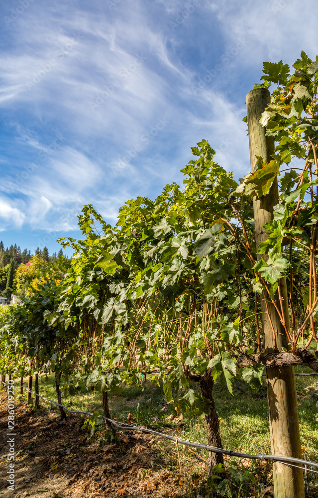 Trellised grape vines with blue sky and light clouds