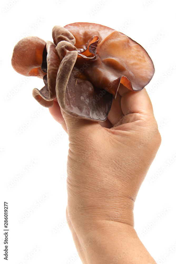 Naklejka premium 生キクラゲ