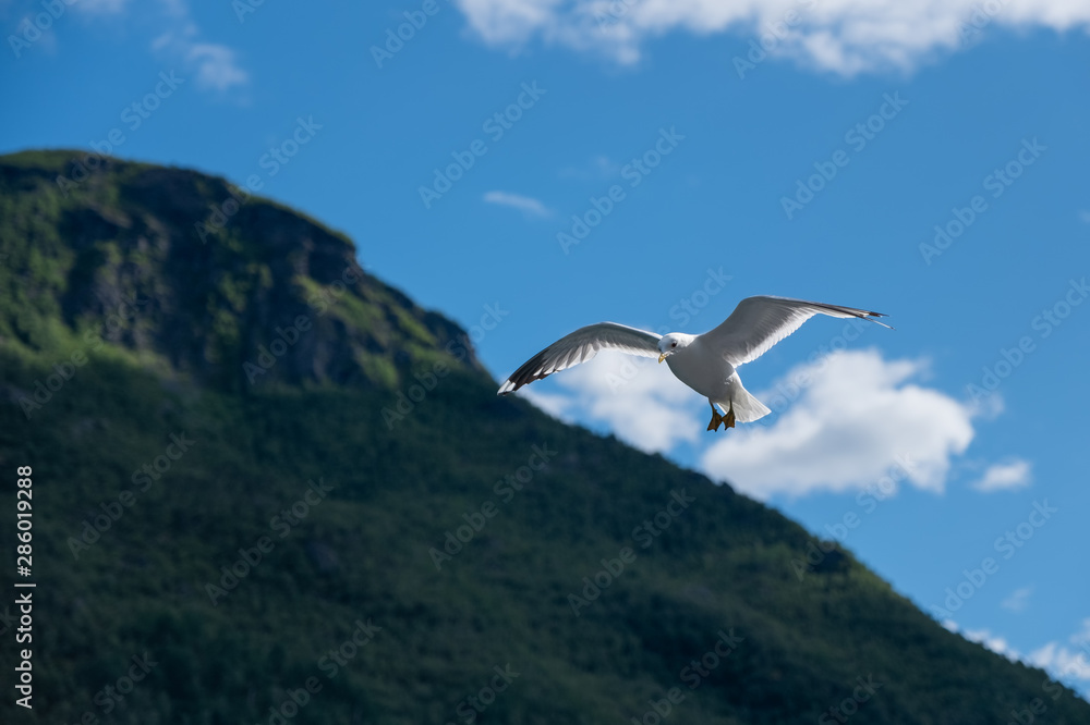 Seagull in sky. Aurlandsfjord, Norway. July 2019