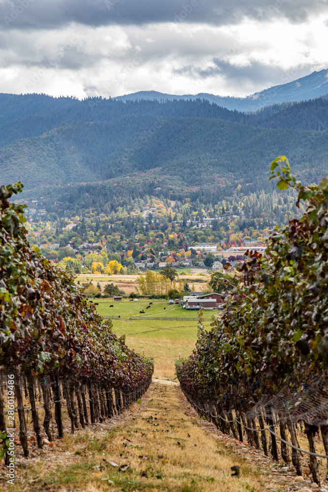 A long row of grape vines leading down to a valley of fall colors
