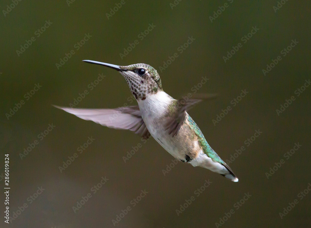 Fototapeta premium A Young Male Ruby-Throated Hummmingbird in Flight