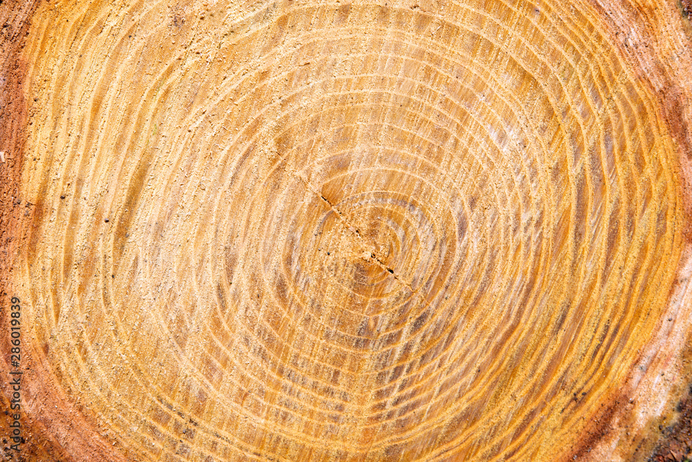 Cross section of tree trunk Close up Cross section of tree trunk Close up