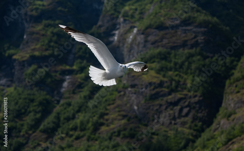 Seagull in sky. Flam Flom   Aurlandsfjord  Norway. July 2019