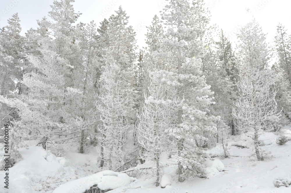 Fototapeta premium Frosted Forest Yellowstone