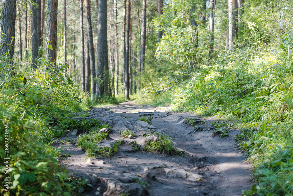 tree roots on paths in the forest. bare tree roots. road in the forest. fern. the sun, fold the trees. tree roots on paths in the forest. bare tree roots. road in the forest. fern. the sun, fold the trees.