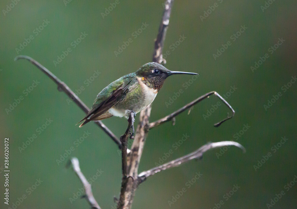 Perched Male Ruby-Throated Hummingbird Perched Male Ruby-Throated Hummingbird