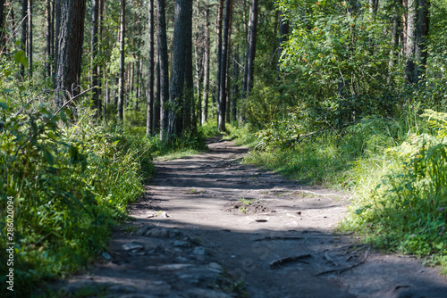 Bild auf Leinwand tree roots on paths in the forest