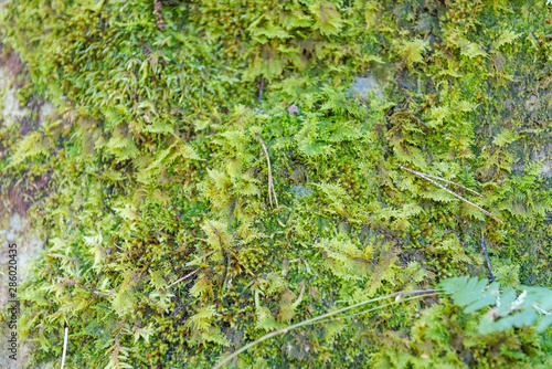 moss close up. moss in the forest. macro shot. juicy greens. moss grows on stones. © Sergey_Siberia88