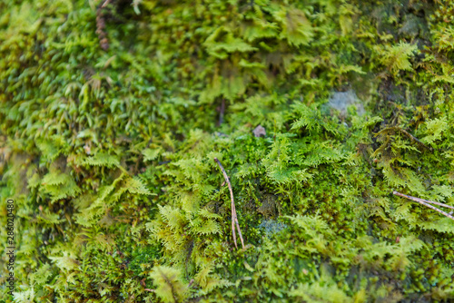 moss close up. moss in the forest. macro shot. juicy greens. moss grows on stones.