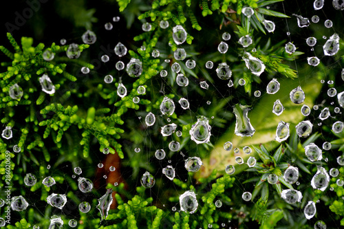 Macro close-up of water droplets on a broken spider web on a green background outdoors