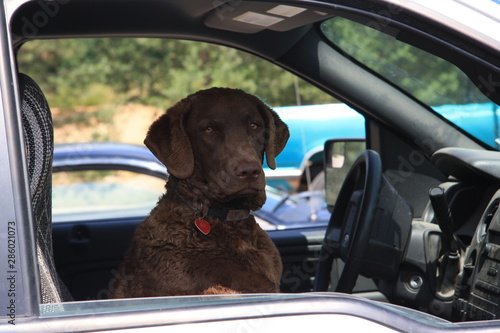 Dog Driving car