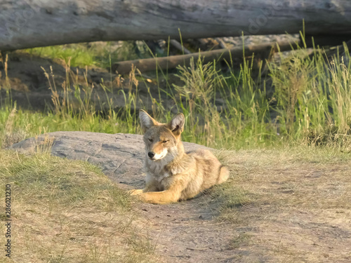shot of a coyote sitting in the lamar valley  yellowstone
