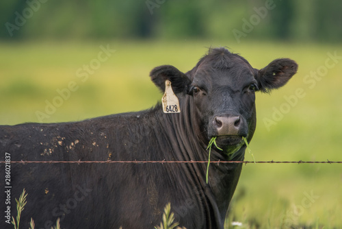 Cow Eating Grass