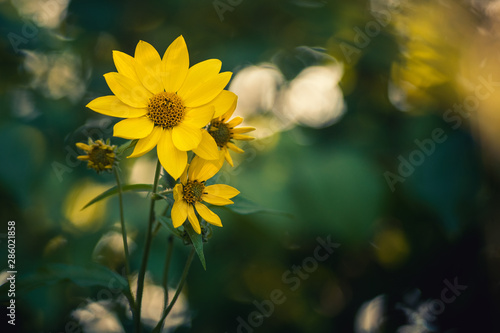 Wild Sunflower in Bloom © clubhousearts