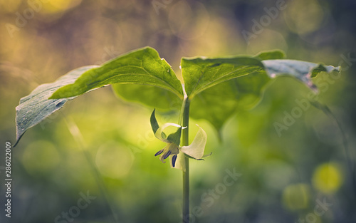 Nodding Trillium in Bloom photo