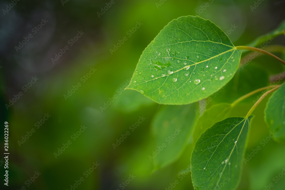 Dew on Aspen Leaves Dew on Aspen Leaves