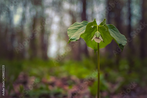 Nodding Trillium on Forest Floor photo