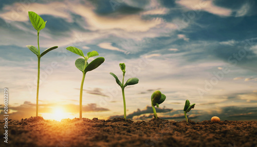 Fotografie, Obraz soybean growth in farm with blue sky background