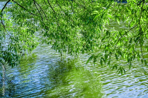 Willow tree branches are reflected in water of pond or lake with small ripples