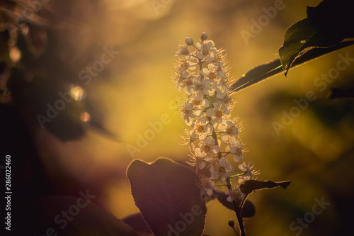 Chokecherry Blossoms at Sunset photo