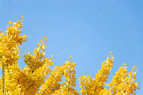 Yellow color of Ginkgo tree leaf on clear blue sky background