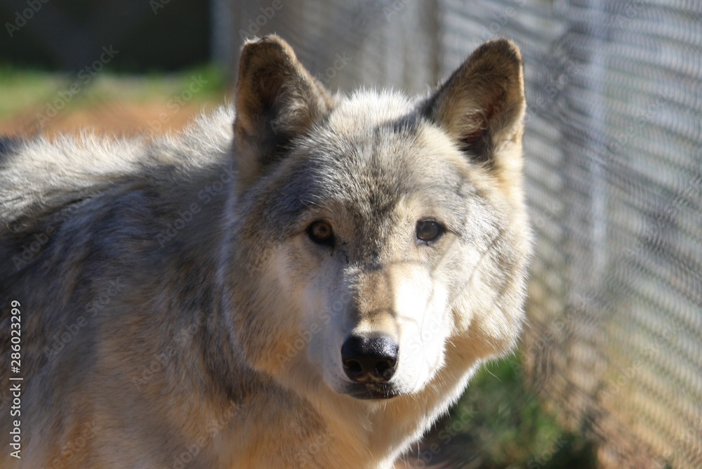 Fototapeta premium wolf