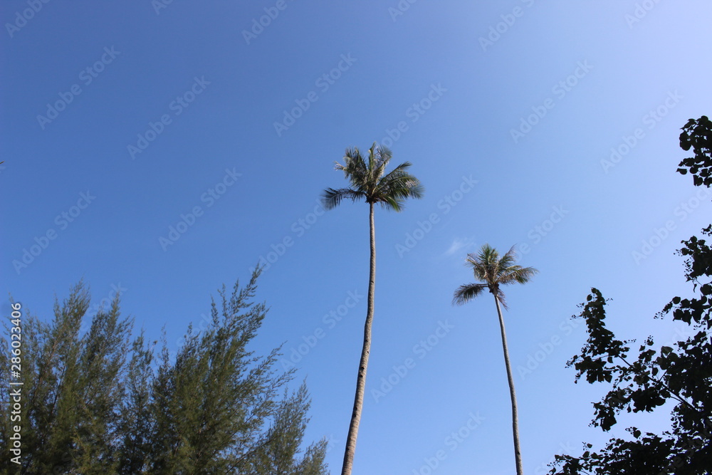 Coconut Trees