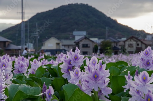 淡い紫の布袋さん Pale purple pretty Water hyacinth in Nara Japan