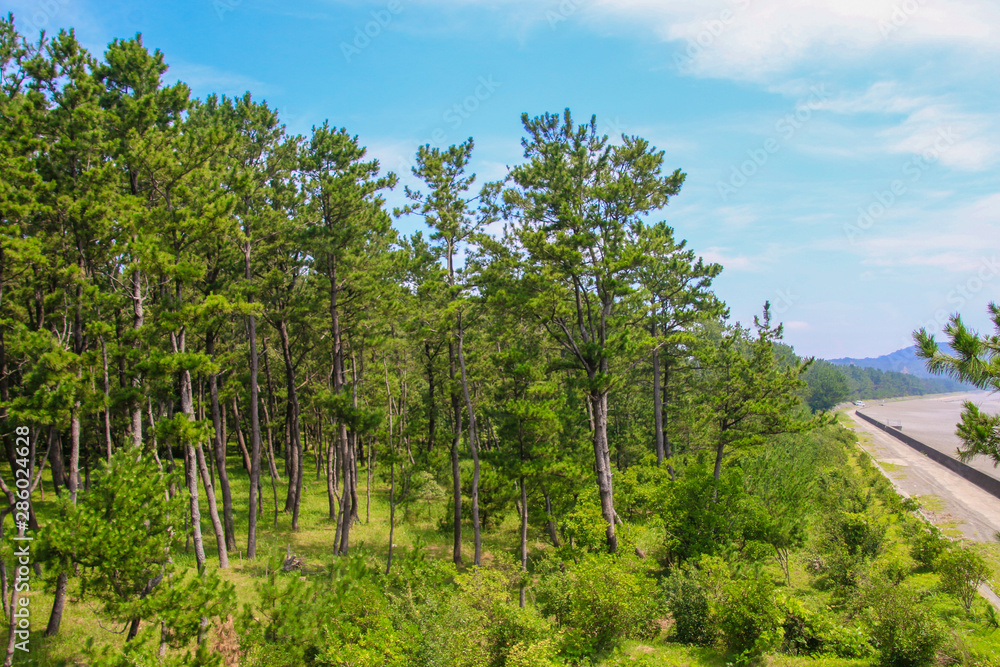 Obraz premium 大里松原海岸