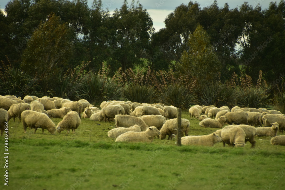 Fototapeta premium Landscape in South Island, New Zealand