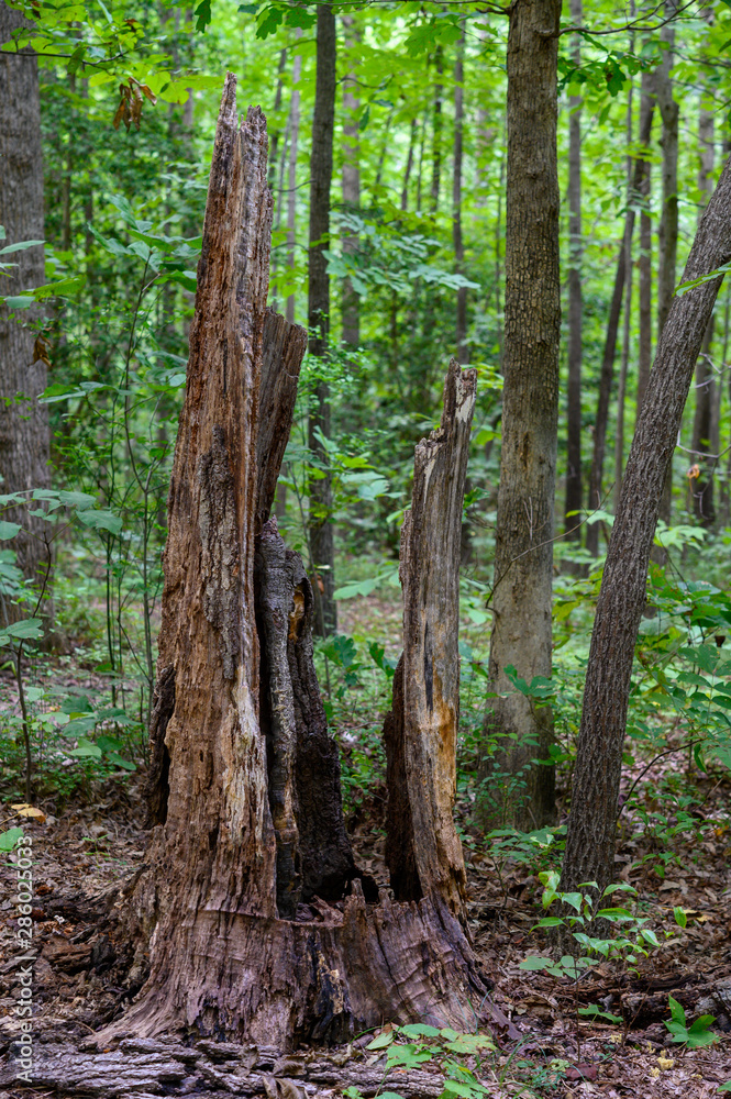 Dead Tree Tower Dead Tree Tower