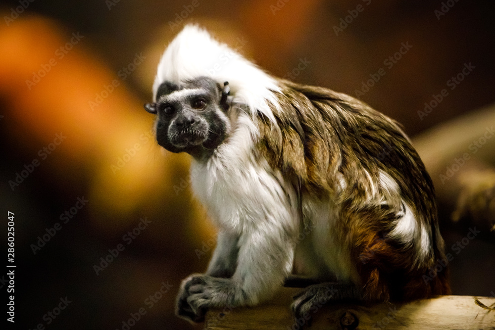 tamarin tamarin