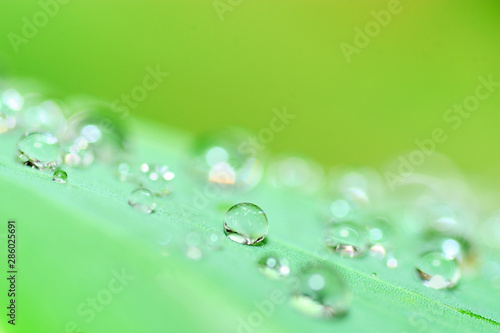 rainy season, water drops on lush green leaf, purity nature background
