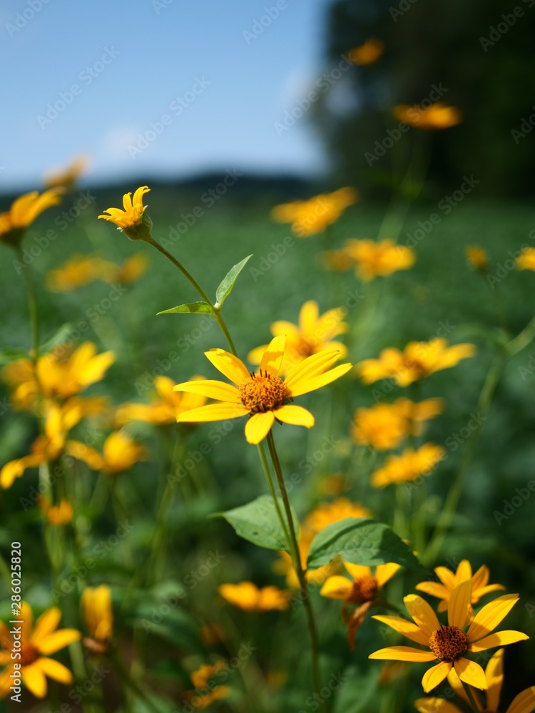 Yellow flowers in sun light and meadow Yellow flowers in sun light and meadow