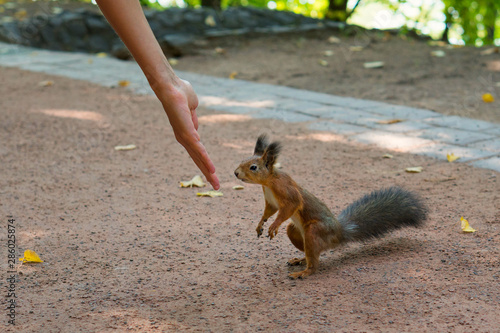 Squirrel sniffs the hand of a girl in the park. Familiarity with wildlife. In harmony with nature. Useful as seasonal background photo