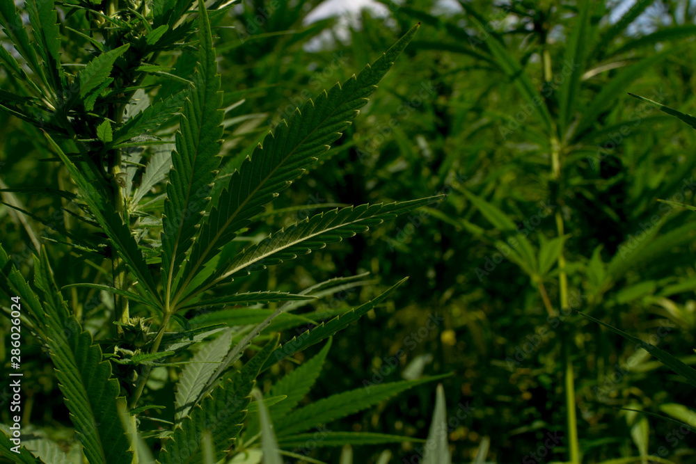 marijuana canabis on field ganja farm sativa leaf weed medical hemp hash plantation cannabis legal or illegal drug marijuana canabis on field ganja farm sativa leaf weed medical hemp hash plantation cannabis legal or illegal drug