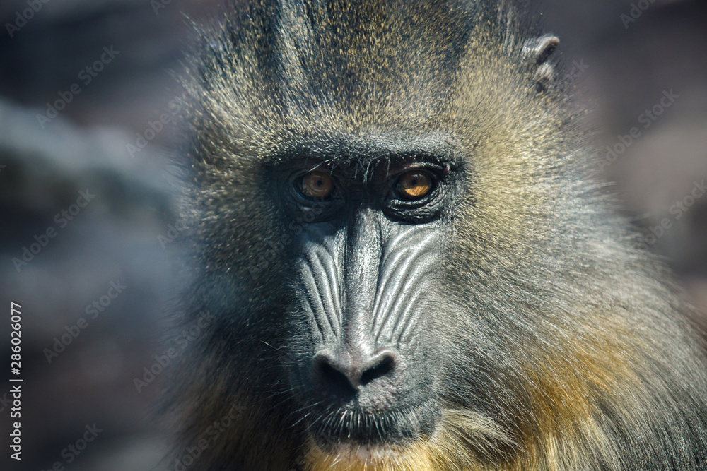 Fototapeta premium portrait of baboon