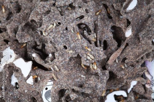Termites feed on a pile of books in the house for termite nests.