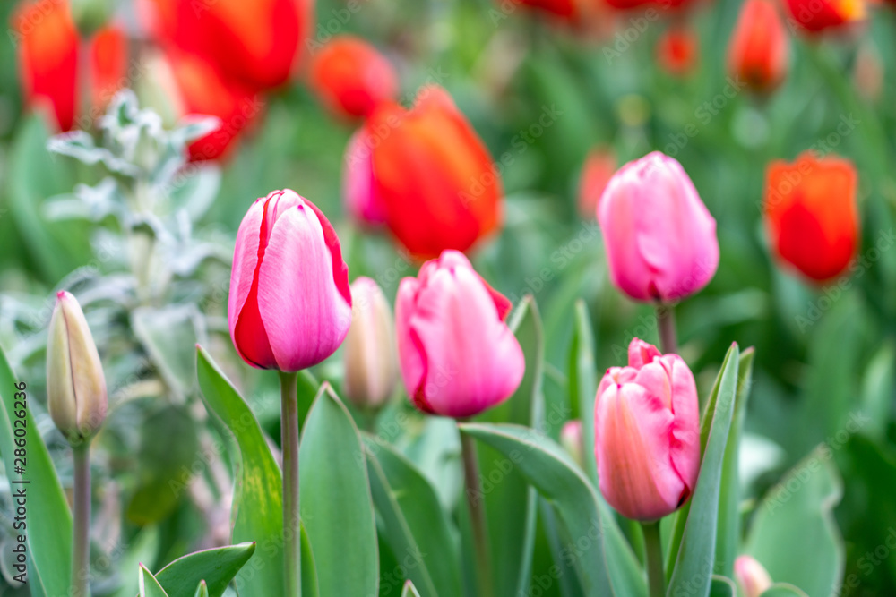 Beautiful pink-red tulip flowers blooming among tulip garden bed