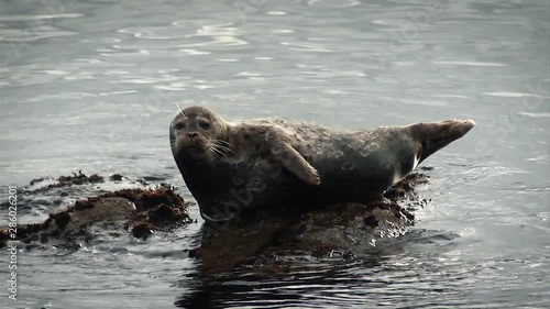 A harbor seal laying lazingly on the pacific coast