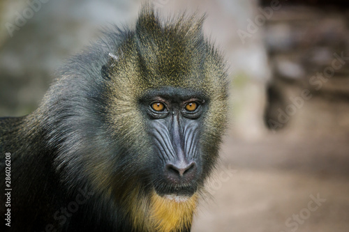 portrait of baboon © Александр Денисюк