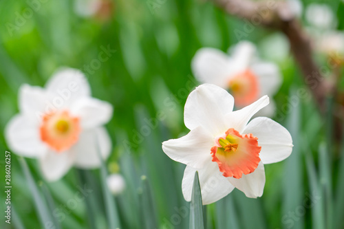 White Nihon suisen (Japan daffodil) flower with soft focus background