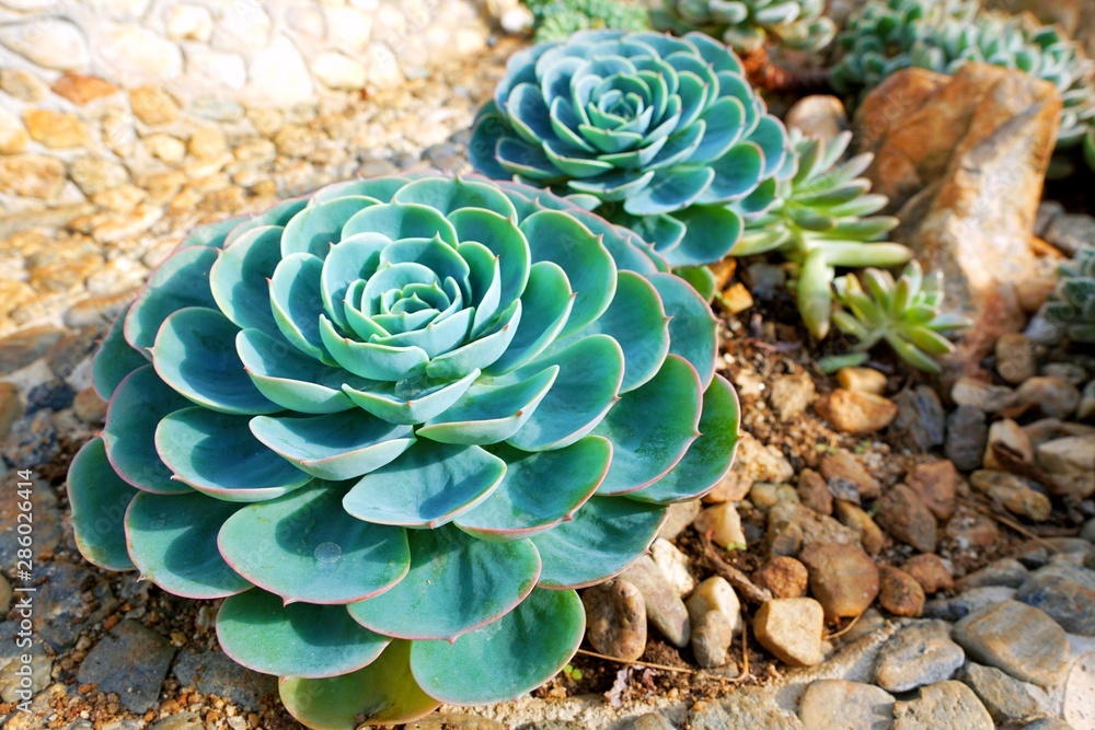 Selective focus of succulent flowers growing in the garden, Natural background Cactus succulent plant Selective focus of succulent flowers growing in the garden, Natural background Cactus succulent plant
